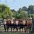 Hereford bulls 4 thumbnail
