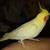 Cockatiels 2 thumbnail