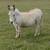 Mini Cattle Mini Donkeys Mini Horses 14 thumbnail