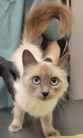 Found Female Cat - A61603858 1