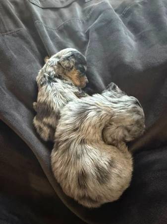 mini dachshund 1