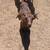 Nigerian dwarf goats (OBO) 4 thumbnail