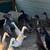 Ducks for Sale Indian Runner 2 thumbnail