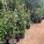 STAR JASMINE 5-Gallons 12 thumbnail
