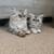 Persian Kitten 3 thumbnail