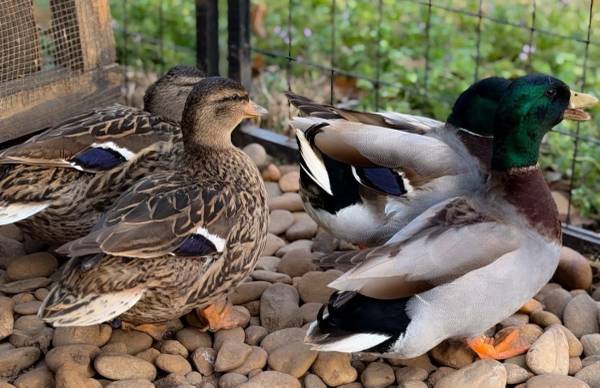 Call Ducks 1