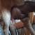 ADGA nigerian dwarf goat doelings(one POLLED) - champion genetics! 8 thumbnail