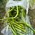 Green beans 4 thumbnail