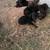 Little pups 9 thumbnail