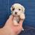 Cavapoos 10 thumbnail