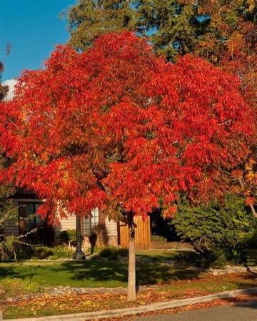 "A" rated Keith Davey Pistache Tree. Perfect shape and structure. 1