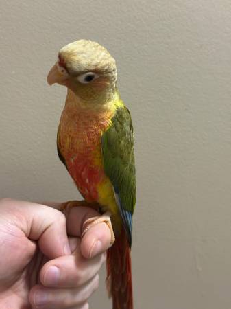 Green Cheek and Nanday Conure63831802639361121
