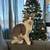 Rehoming Cats 3 thumbnail