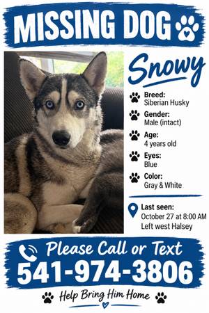 Lost husky 10/27 1