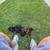 Doberman Pups / Rehoming 4 thumbnail