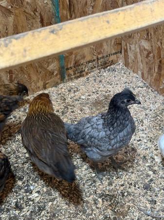 Chickens 1