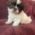 Shih Tzu puppies 2 thumbnail
