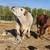 Mini Zebu Mini Jersey Steer 8 thumbnail