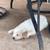 Great Pyrenees Pups 3 thumbnail