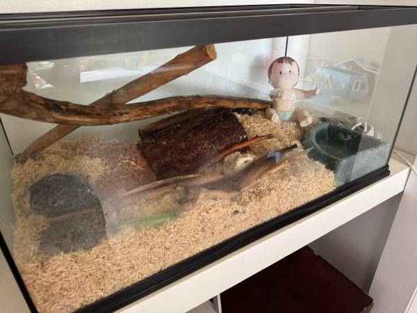 Ball python (Visalia)63963773987715120