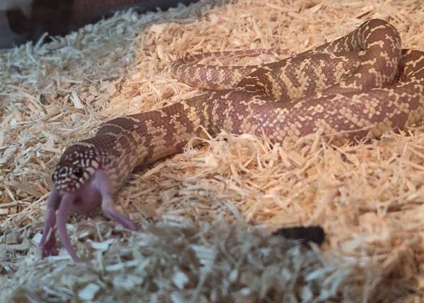 Kingsnake 1