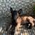 Belgian malinois 3 thumbnail