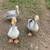 Downsizing poultry & waterfowl 13 thumbnail