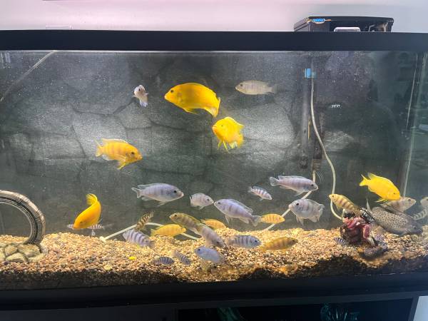 African cichlid aquarium fish 1
