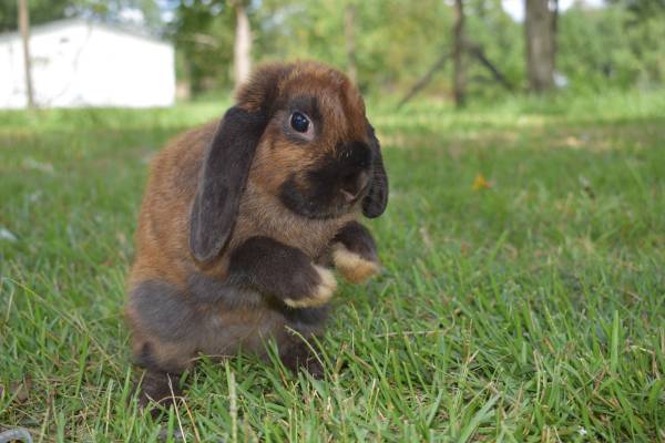 Hembra de conejo Holland lop (Callahan)63682033356675120