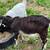 Goats for sale 13 thumbnail