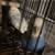 Parakeet breeding pair 1 thumbnail