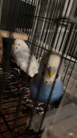 Parakeet breeding pair 1