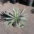 Agave angustifolia ///// Caribbean Agave --- 5 gallon 10 thumbnail