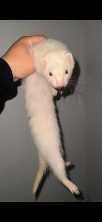 Bby Ferret $200 1