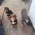 Australian shepards 1 thumbnail