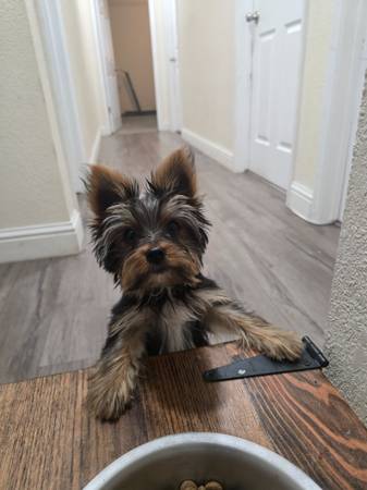 Rehome yorkie puppy (Marysville)63679254910849123