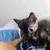 4 Kittens Looking for the Perfect Forever Home 15 thumbnail