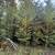 Thuja Plicata - 'Western Red Cedar' 2 thumbnail