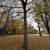 Black walnut wood 3 thumbnail
