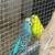 Parakeet 3 thumbnail