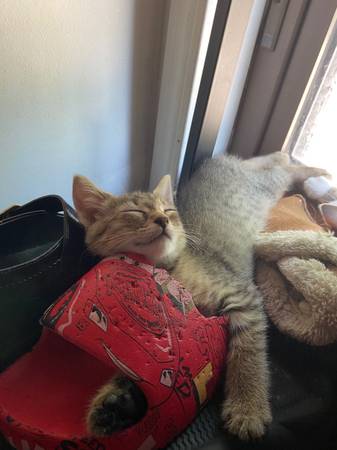 3 kittens looking for there forever home (Cleveland)63686641554433122