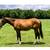 Flashy Mustang Gelding 10 thumbnail