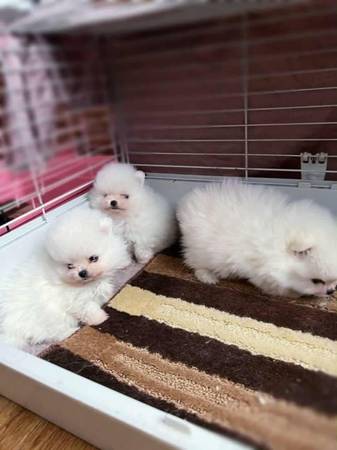 Adorable Pomeranian 1