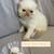 Persian Kittens 2 thumbnail