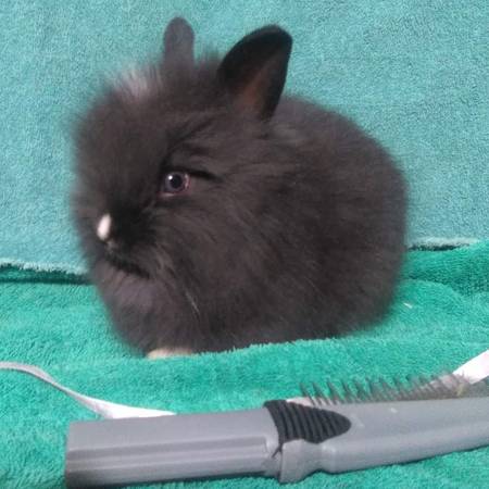 Lionhead Bunnies/ Rabbits 1