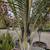 Triangle Palm Tree 11 thumbnail