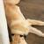 3-4 month old female golden retriever 3 thumbnail