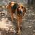 Bloodhounds 10 thumbnail