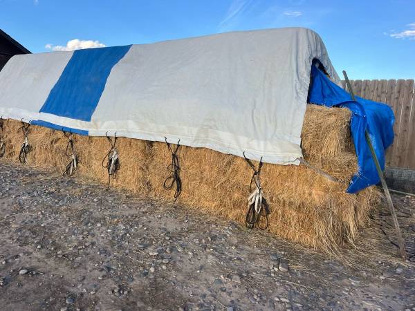Grass Hay 1