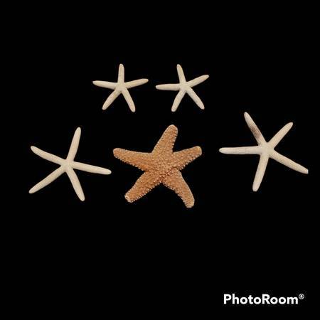 Five Real Dried Sugar And Finger Starfish 3.75 - 6 Inches 1